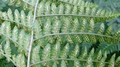 Dryopteris pentheri H2.jpg