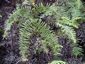 Gleichenia polypodioides A1 (2).jpg