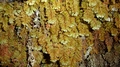 Hymenophyllum capillare var. alternialatum A2.jpg