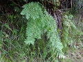 Osmunda regalis H1.jpg