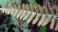 Pleopeltis polypodiodes subs ecklonii K2.jpg