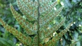 Polystichum luctuosum G2.jpg
