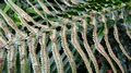Polystichum macleae A2.jpg