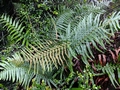 Polystichum macleae A4.jpg