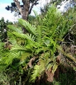 Polystichum macleae B2.jpg