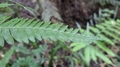Pteris catoptera L2.jpg