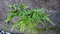 Pteris cretica E1.jpg