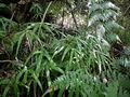 Pteris cretica H1.jpg