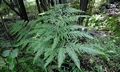 Pteris dentata J1.jpg