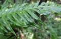 Pteris dentata J1 (2).jpg