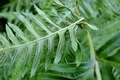 Pteris dentata J2 (2).jpg