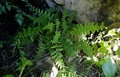 Woodsia burgessiana D1.jpg
