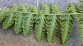 Woodsia burgessiana D2.jpg