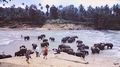 elephants_04.jpg