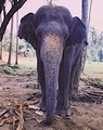 elephants_09.jpg