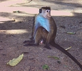 monkey_01.jpg