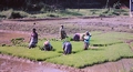 paddy field_02.jpg