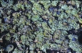 salvinia_01.jpg