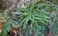 Asplenium trichomanes #01.jpg