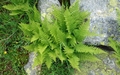 Athyrium distentifolium #03.jpg