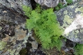 Cryptogramma crispa #01.jpg