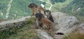 marmots #02.jpg