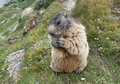 marmots #05.jpg