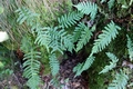 Polypodium vulgare #01.jpg