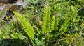 Polystichum lonchitis #00.jpg