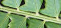 Polystichum lonchitis #02.jpg
