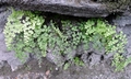 Adiantum capillus veneris #E01.jpg