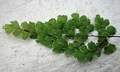 Adiantum capillus veneris #E02.jpg