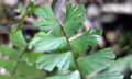 Adiantum caudatum #L02.jpg