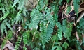 Adiantum diaphanum #G01.jpg