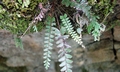 Adiantum malesianum ! #F01.jpg