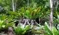 Asplenium australasicum ! #F11.jpg