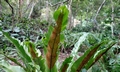 Asplenium australasicum #F08.jpg