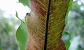 Asplenium australasicum #F09.jpg