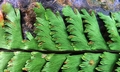Asplenium cheilosorum @ #P02.jpg
