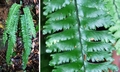 Asplenium cheilosorum #P01.jpg