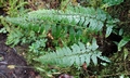 Asplenium cuneatiforme ! #H01.jpg