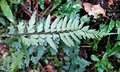 Asplenium cuneatiforme ! #J02.jpg