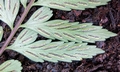 Asplenium cuneatiforme #J03.jpg