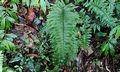 Asplenium excisum #B01.jpg