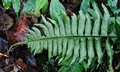 Asplenium excisum #B02.jpg