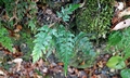 Asplenium oldhami ! #E09.jpg
