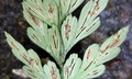 Asplenium oldhami #E12.jpg