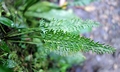 Asplenium prolongatum #P01.jpg