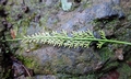 Asplenium prolongatum #P02.jpg
