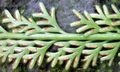 Asplenium prolongatum #P03.jpg